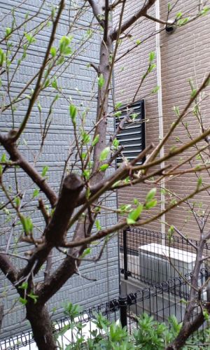 プラムの新芽が出てきました! プラムの新芽が出てきました!